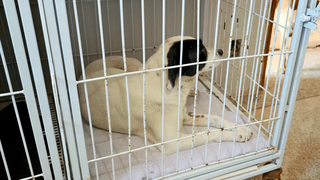 Mogi Guaçu ultrapassa 10 mil castrações de cães e gatos em cinco anos