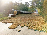 Carreta carregada de laranjas tomba e interdita estrada em Mogi Guaçu