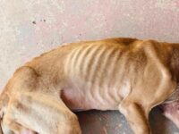 Mulher é presa por maus-tratos a animal durante reintegração de posse em Mogi Guaçu
