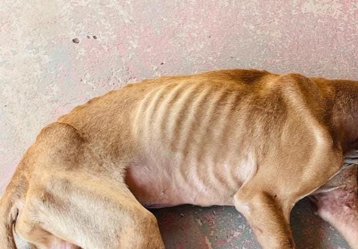 Mulher é presa por maus-tratos a animal durante reintegração de posse em Mogi Guaçu