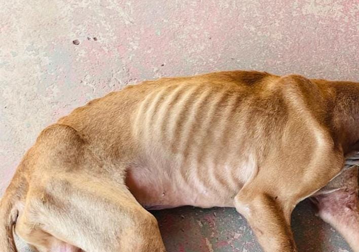 Mulher é presa por maus-tratos a animal durante reintegração de posse em Mogi Guaçu