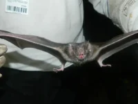 Vírus da raiva é confirmado em morcego encontrado na zona norte de Mogi Mirim