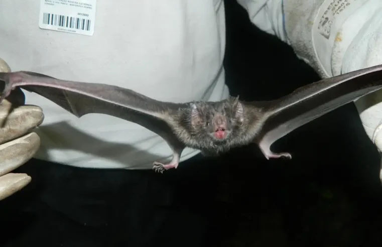 Vírus da raiva é confirmado em morcego encontrado na zona norte de Mogi Mirim