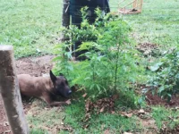 GCM encontra pés de maconha em área verde atrás de creche, em Mogi Guaçu