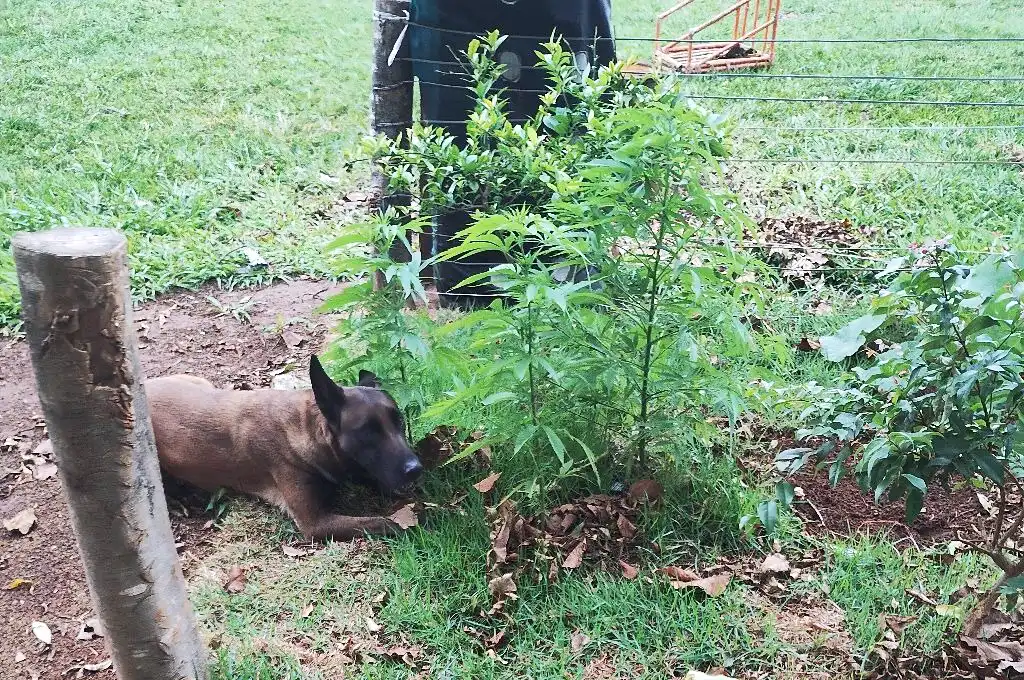 GCM encontra pés de maconha em área verde atrás de creche, em Mogi Guaçu